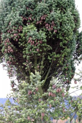 Pseudotsuga menziesii - douglaska tisolistá s čarověníkem 2021 (2)